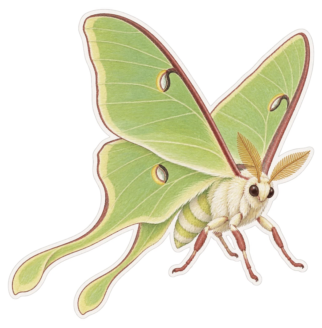 Le papillon lune indien (Actias selene)