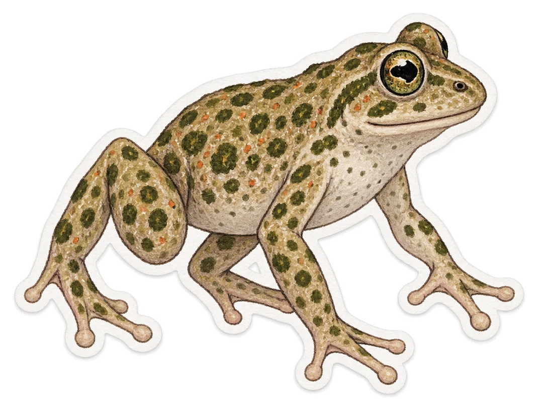 Le pélodyte ponctué (Pelodytes punctatus)