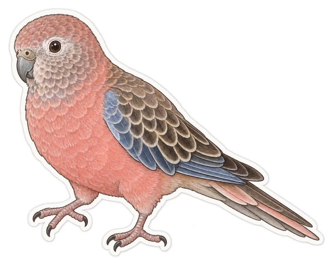 La perruche de Bourke (Neopsephotus bourkii)