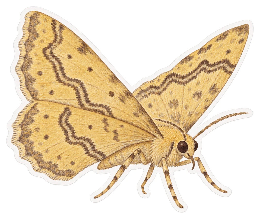 La phalène de l'oseille (Camptogramma bilineata)
