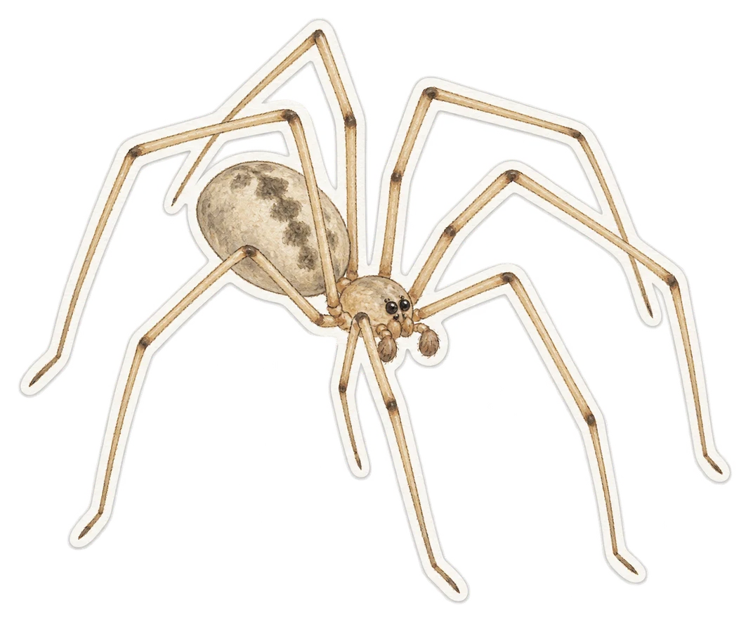 Le pholque phalangide (Pholcus phalangioides)