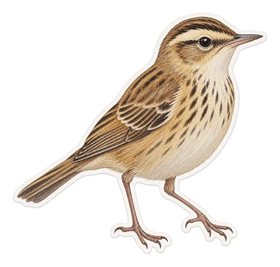 Phragmite des joncs
