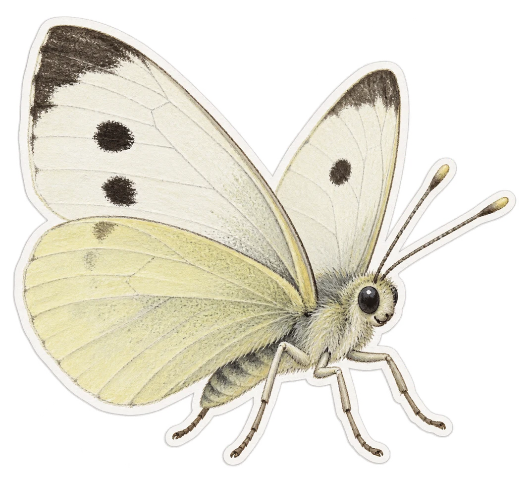La piéride du chou (Pieris brassicae)