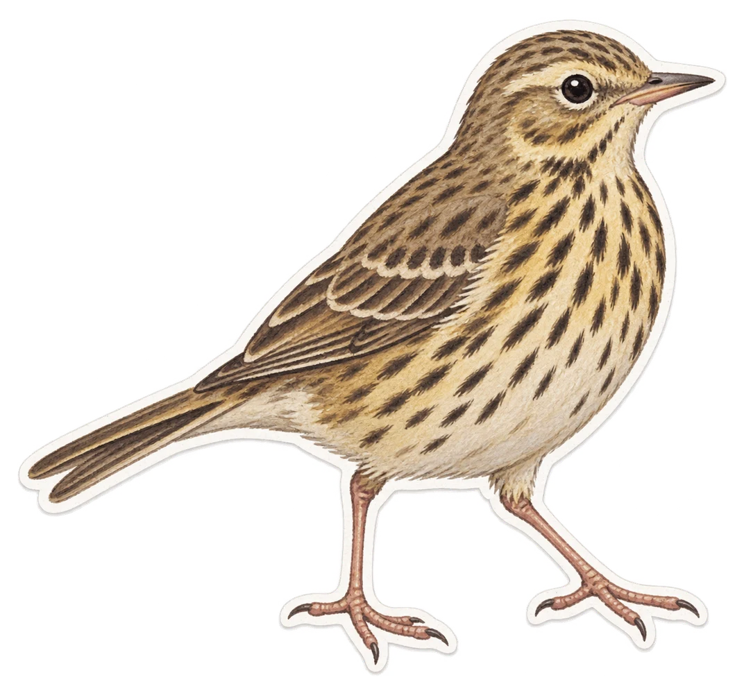 Le pipit farlouse (Anthus pratensis)