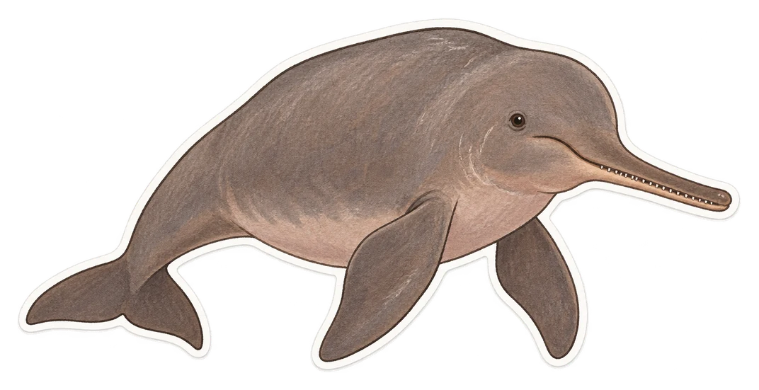 Le plataniste du Gange (Platanista gangetica)
