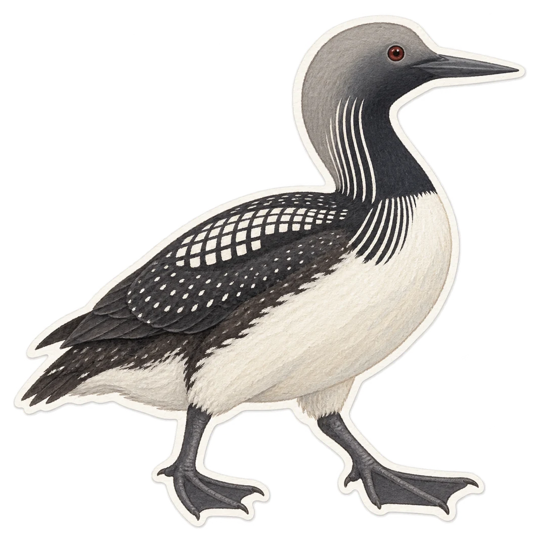 Le plongeon arctique (Gavia arctica)