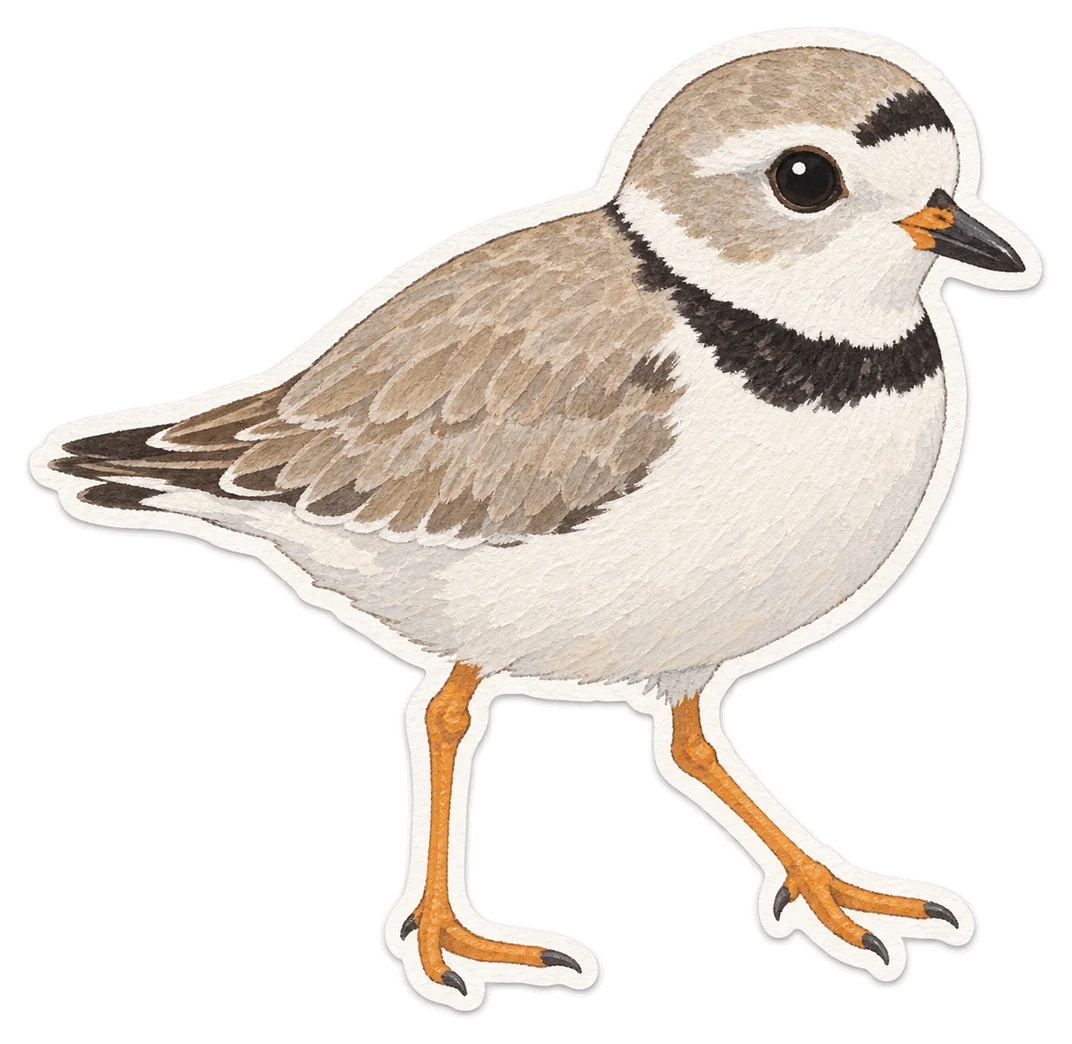 Le pluvier siffleur (Charadrius melodus)