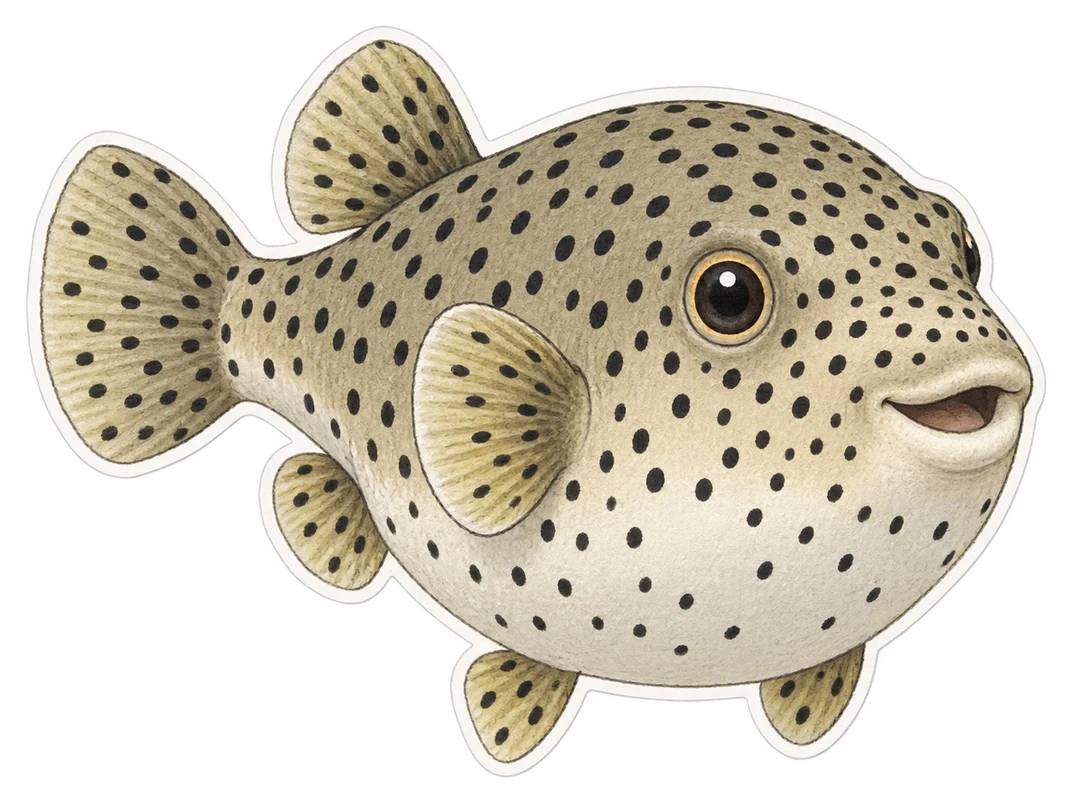 Le poisson-ballon à points noirs (Arothron nigropunctatus)