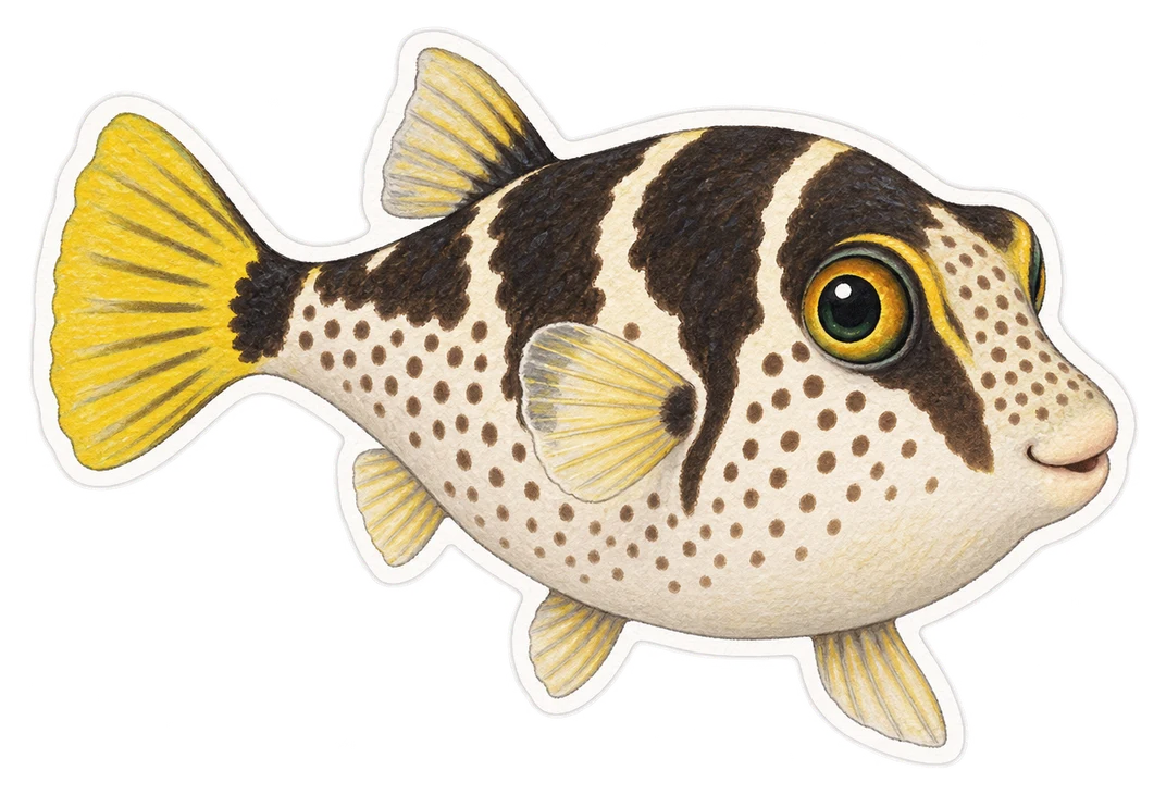 Le poisson-ballon de Valentini (Canthigaster valentini)