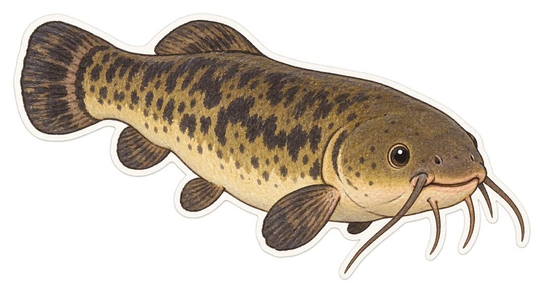 Le poisson-chat électrique du Nil (Malapterurus electricus)