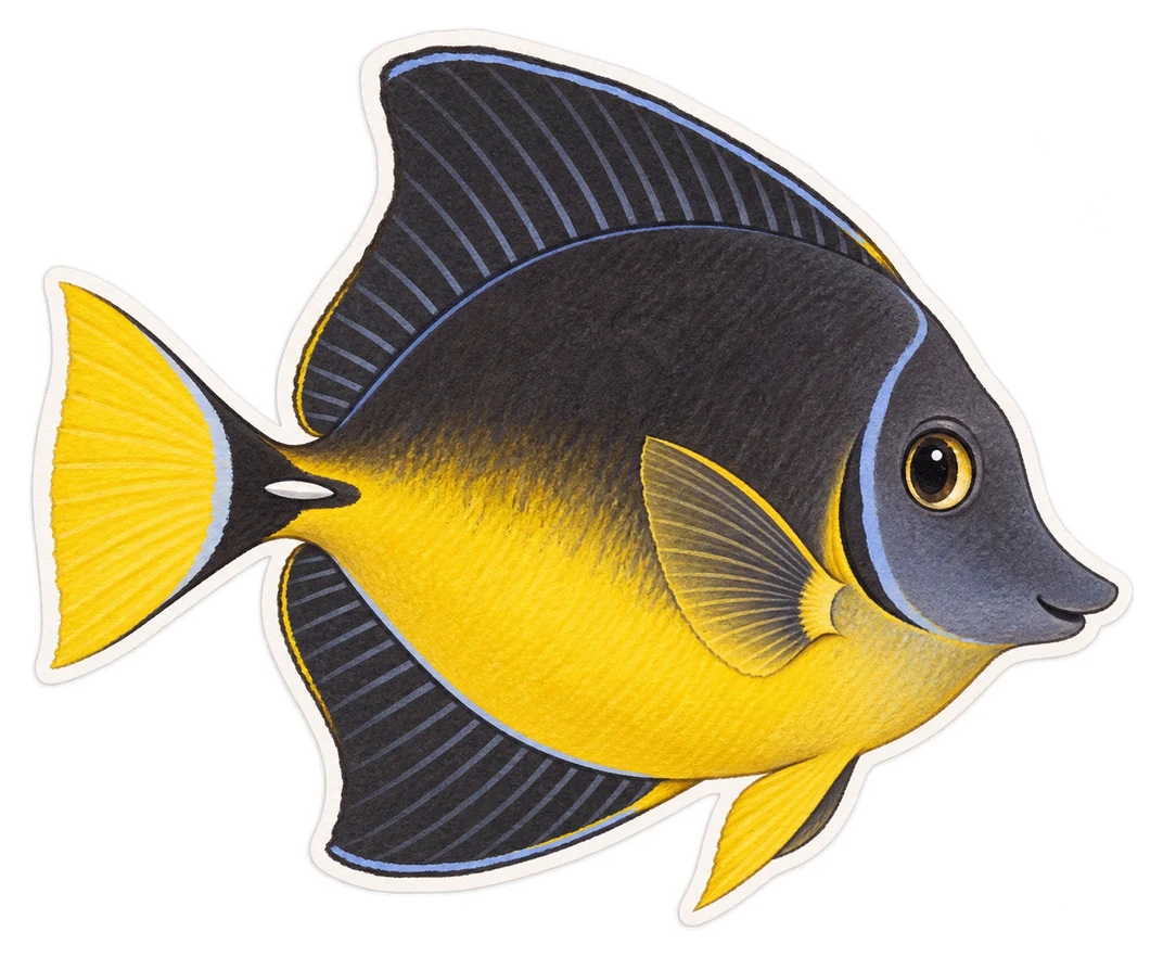 Le poisson-chirurgien à queue jaune (Zebrasoma xanthurum)
