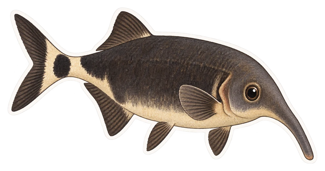 Le poisson-éléphant (Gnathonemus petersii)