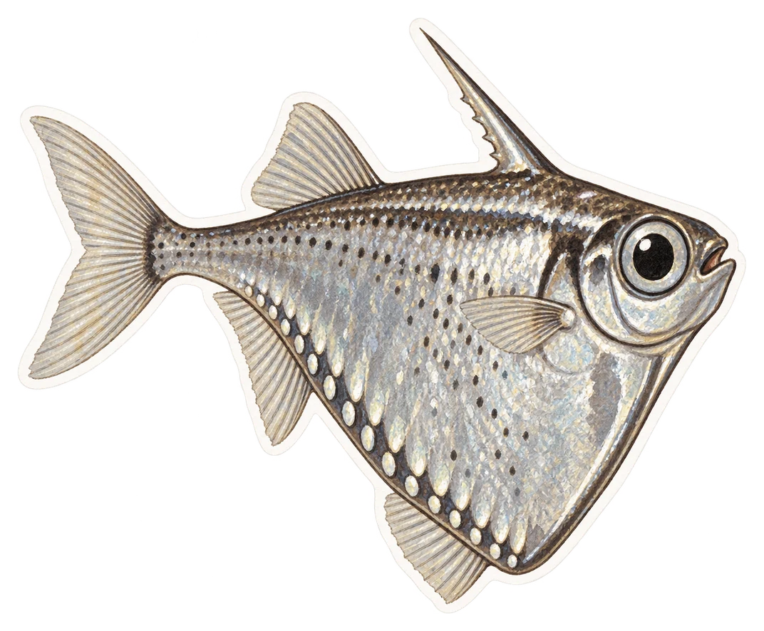 Le poisson-hachette argenté (Argyropelecus aculeatus)