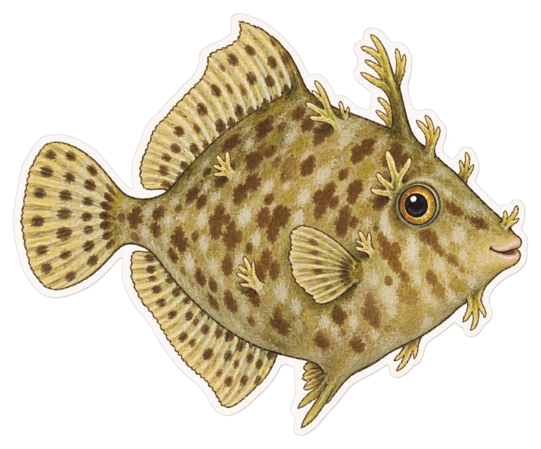 Le poisson-lime à touffes (Acreichthys tomentosus)