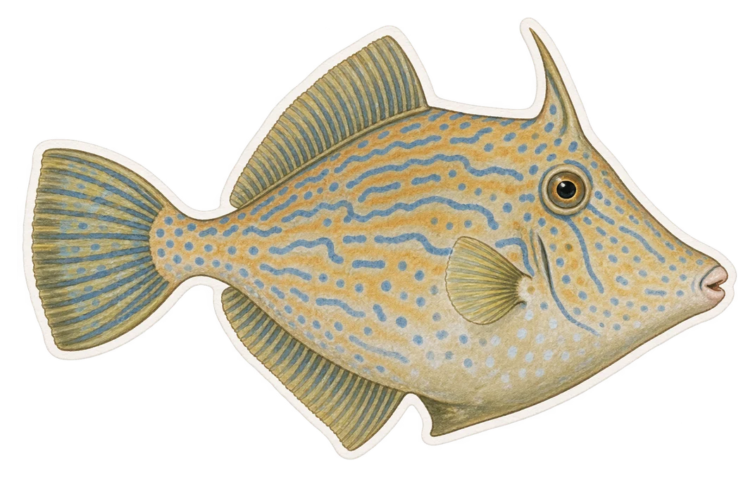 Le poisson-lime griffonné (Aluterus scriptus)