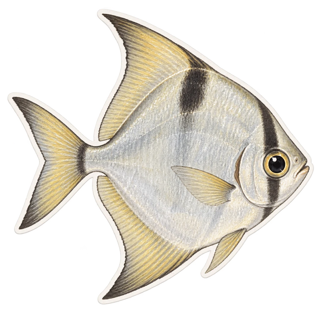 Le poisson-lune argenté (Monodactylus argenteus)