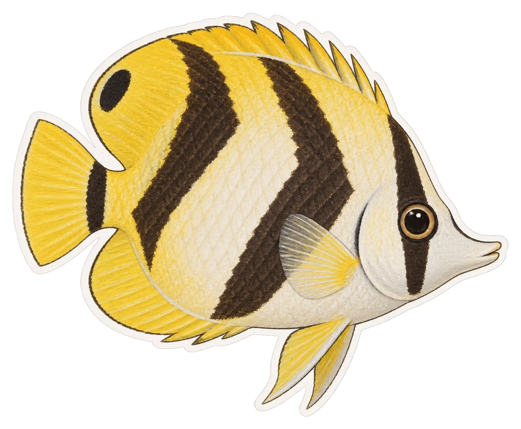Le poisson-papillon à chevrons (Chaetodon trifascialis)