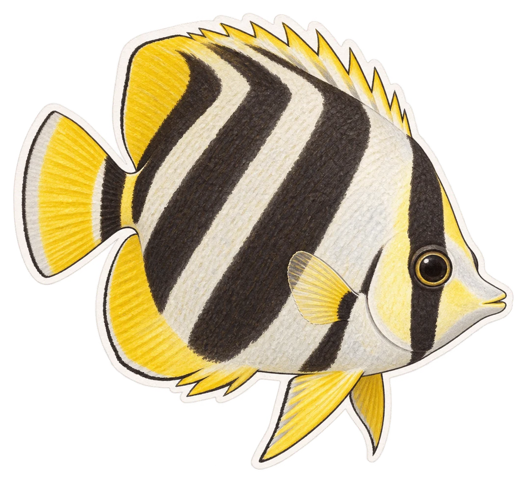 Le poisson-papillon à lignes diagonales (Chaetodon vagabundus)