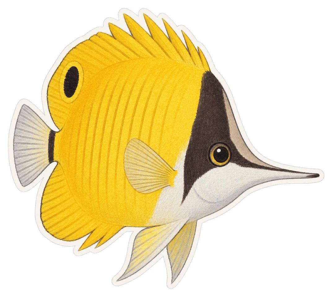 Le poisson-papillon à long nez (Forcipiger flavissimus)
