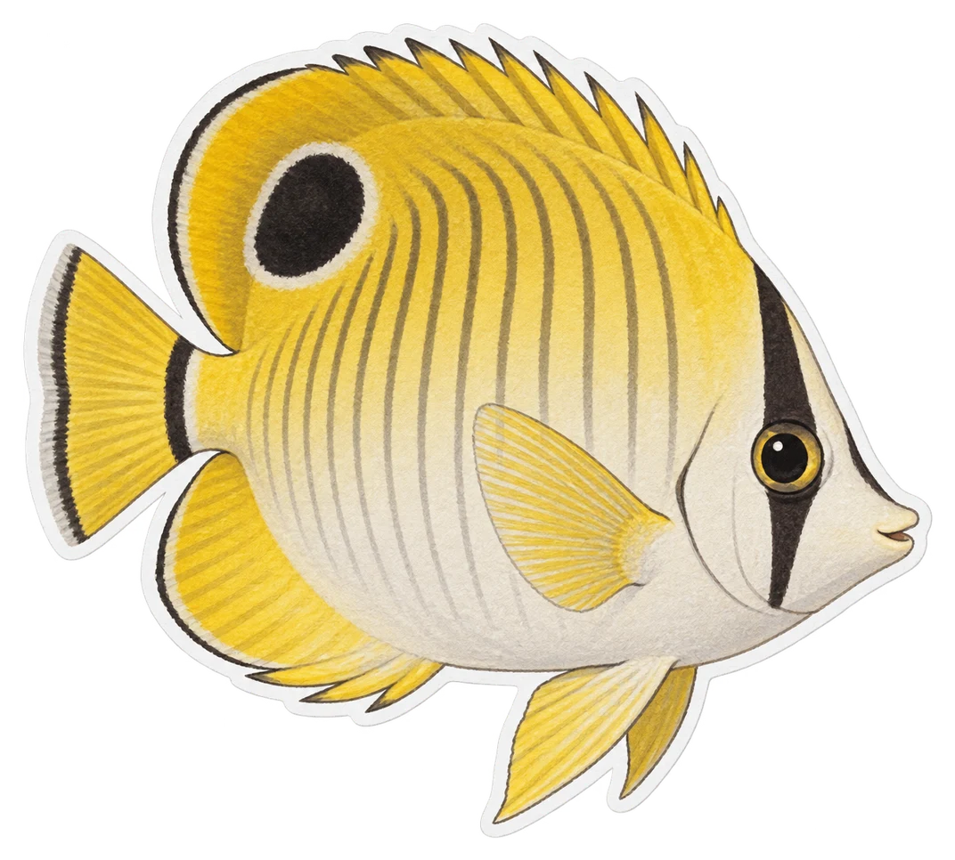 Le poisson-papillon à larme du Pacifique (Chaetodon unimaculatus)