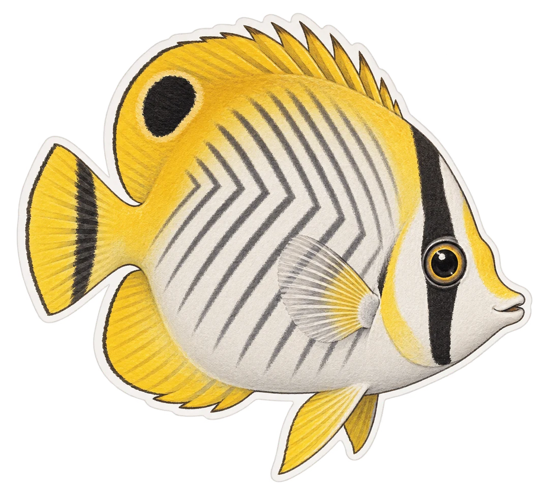 Le poisson-papillon de Bennett (Chaetodon bennetti)