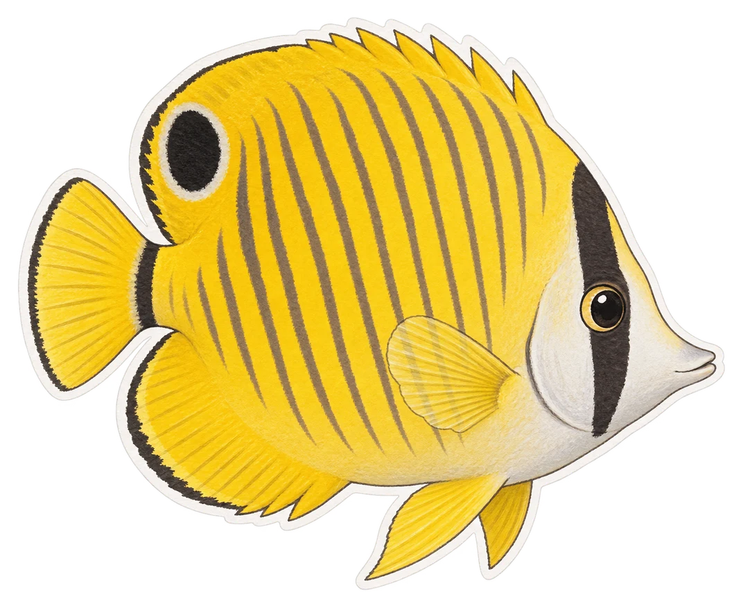 Le poisson-papillon jaune (Chaetodon semilarvatus)