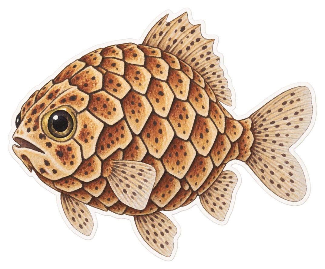 Le poisson-pomme-de-pin (Cleidopus gloriamaris)