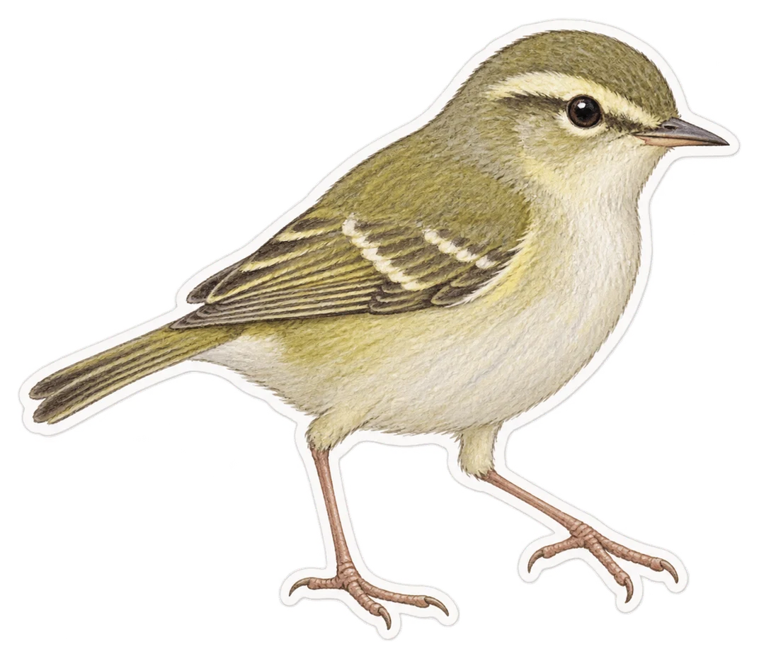 Le pouillot de Bonelli (Phylloscopus bonelli)
