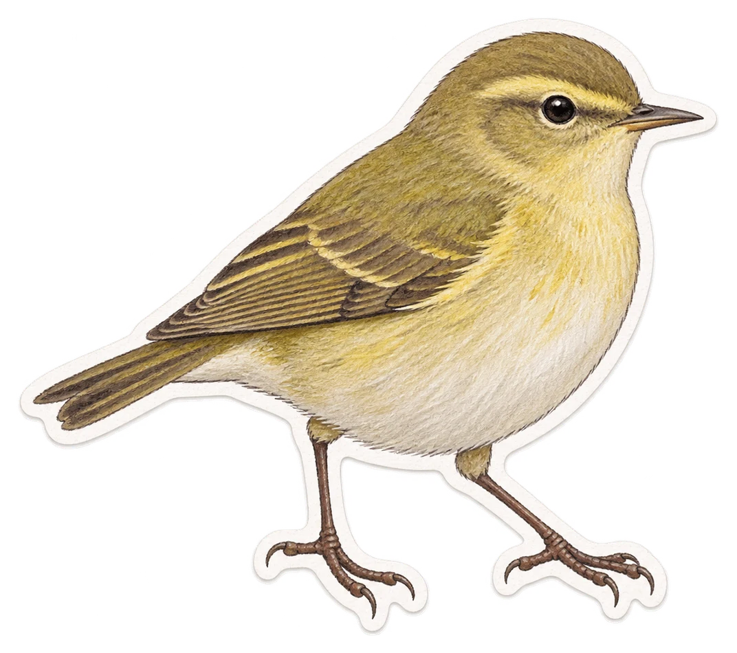 Le pouillot fitis (Phylloscopus trochilus)