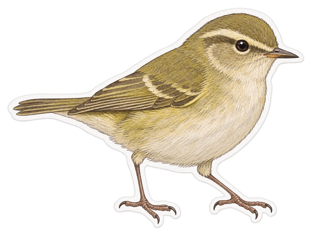 Le pouillot ibérique (Phylloscopus ibericus)