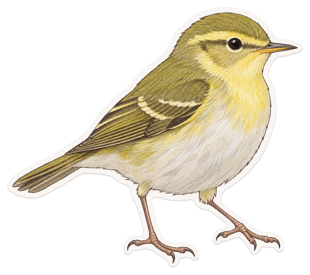 Le pouillot siffleur (Phylloscopus sibilatrix)