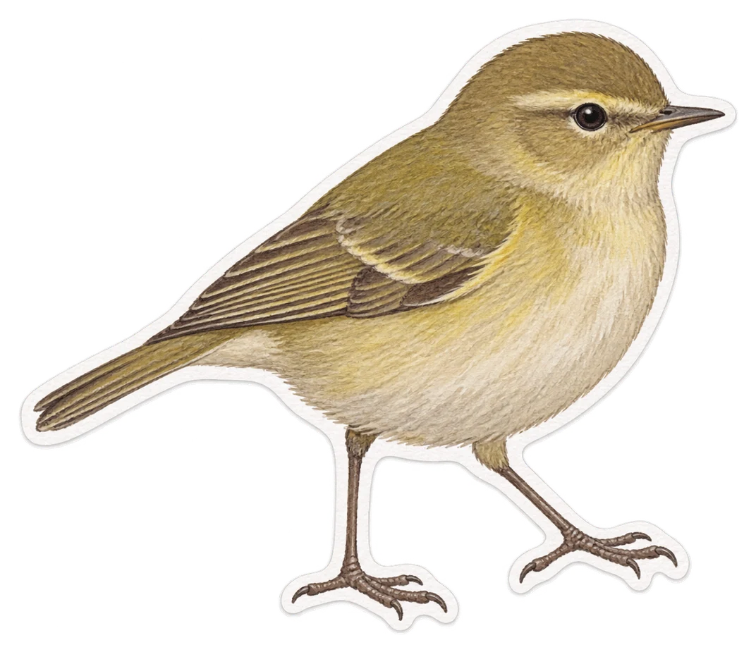 Le pouillot véloce (Phylloscopus collybita)