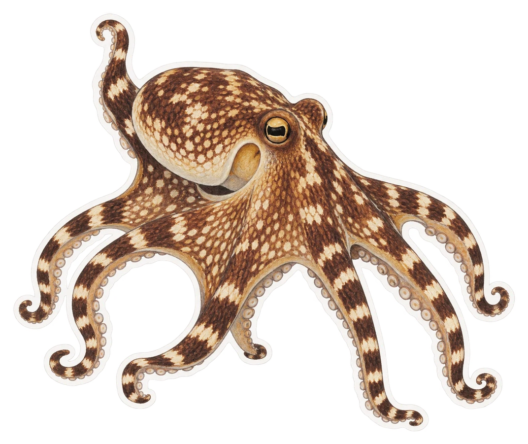 Le poulpe à taches blanches (Callistoctopus macropus)