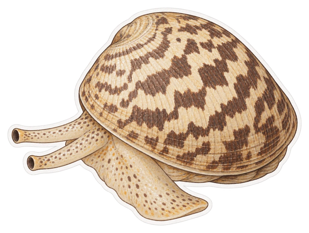 La praire commune (Venus verrucosa)