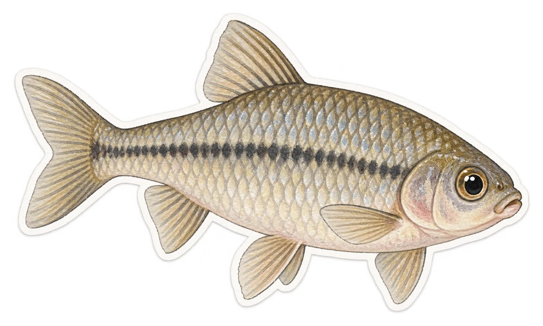 Le pseudorasbora (Pseudorasbora parva)