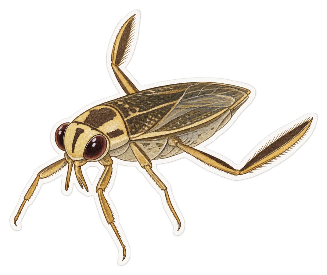 Le notonecte glauque (Notonecta glauca)