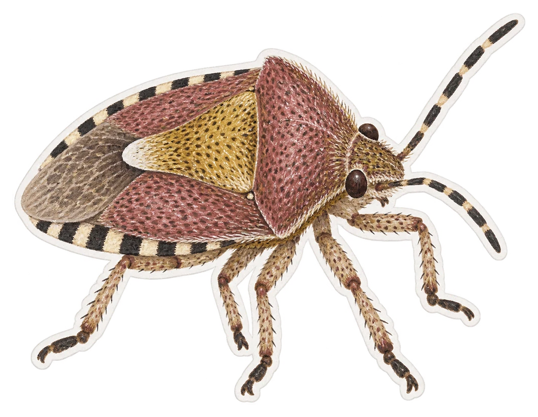 La punaise des baies (Dolycoris baccarum)