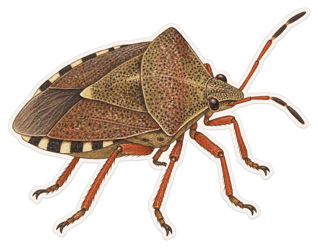 La punaise à pattes rousses (Pentatoma rufipes)