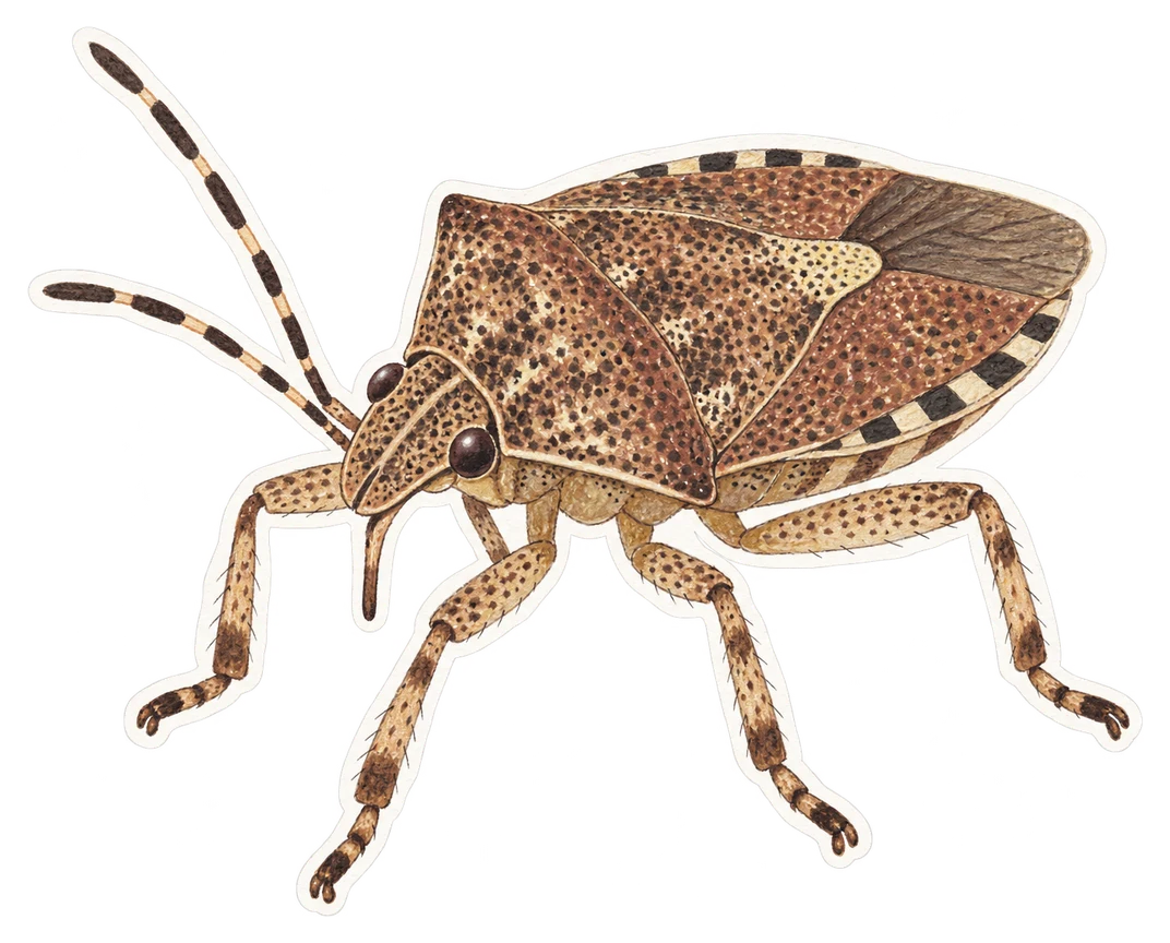 La punaise des jardins (Rhaphigaster nebulosa)