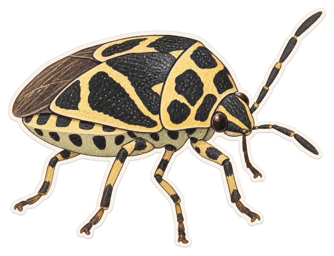 La punaise du chou (Eurydema oleracea)