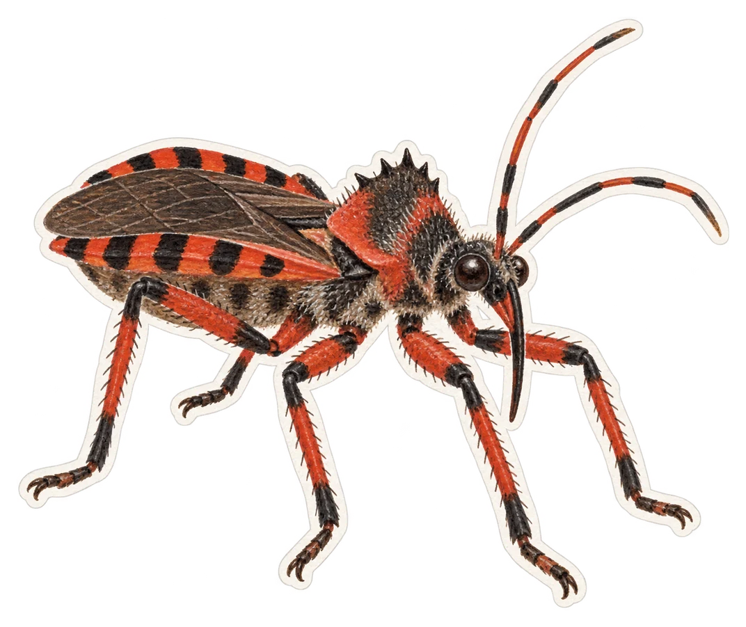 La punaise prédatrice (Rhynocoris iracundus)