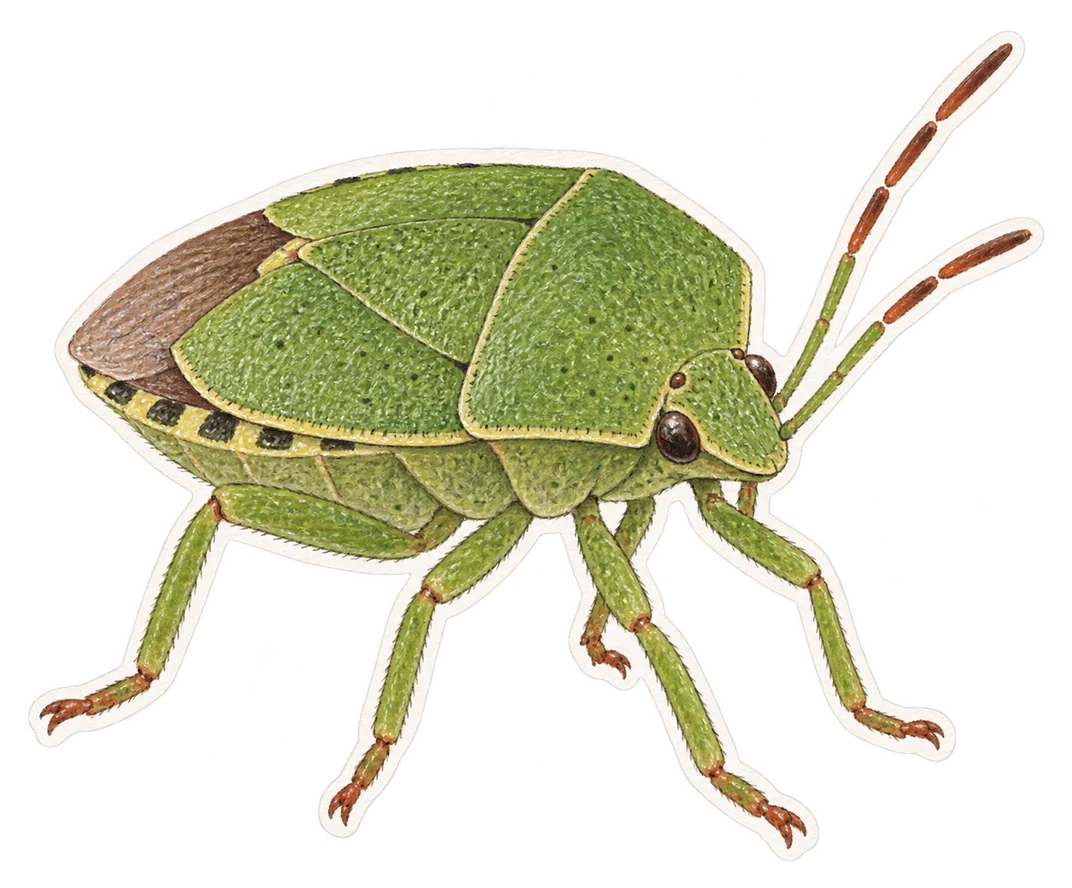 La punaise verte (Palomena prasina)