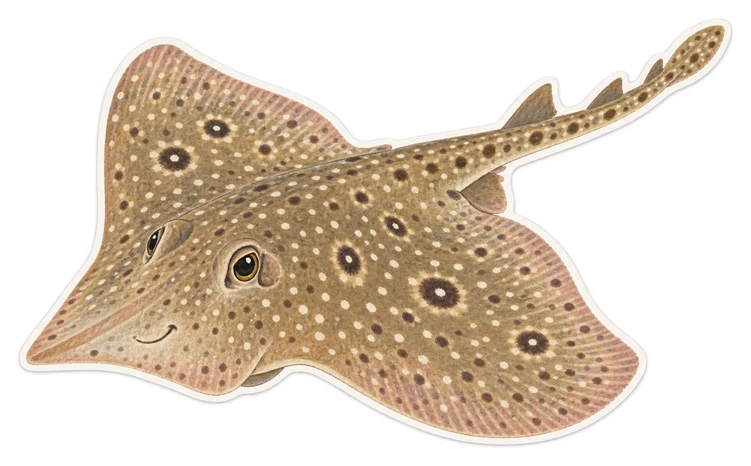 La raie fleurie (Leucoraja naevus)