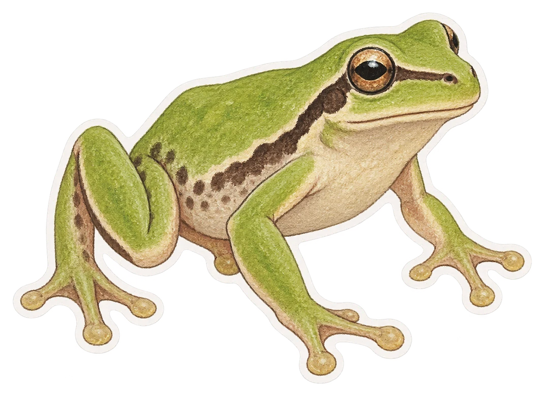 La rainette ibérique (Hyla molleri)