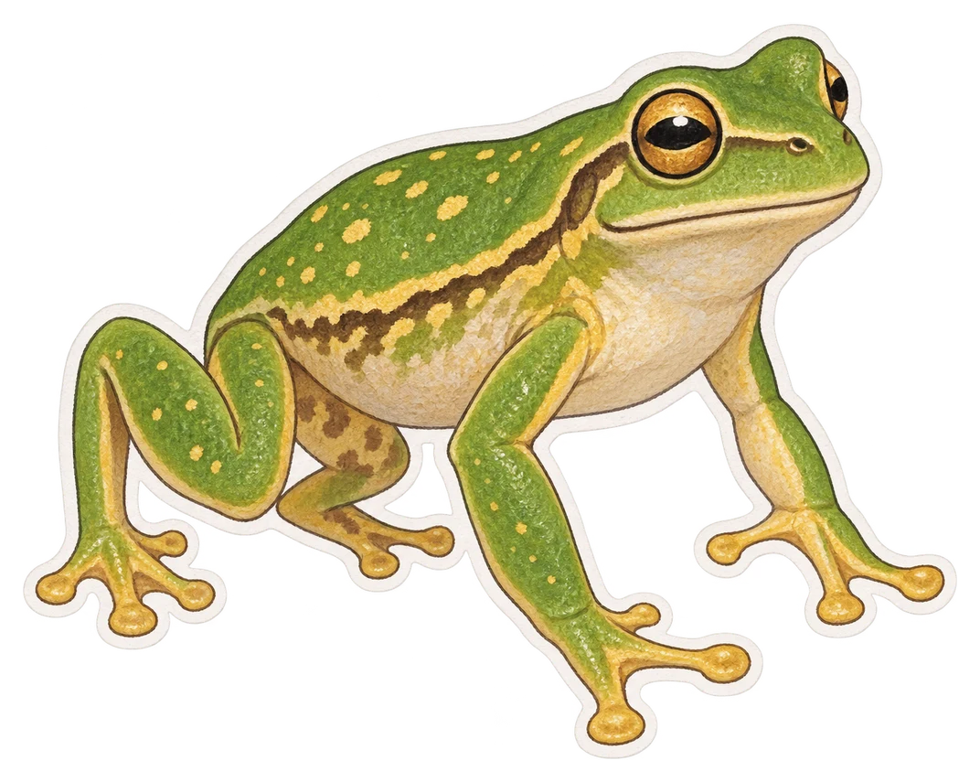 La rainette verte et dorée (Litoria aurea)