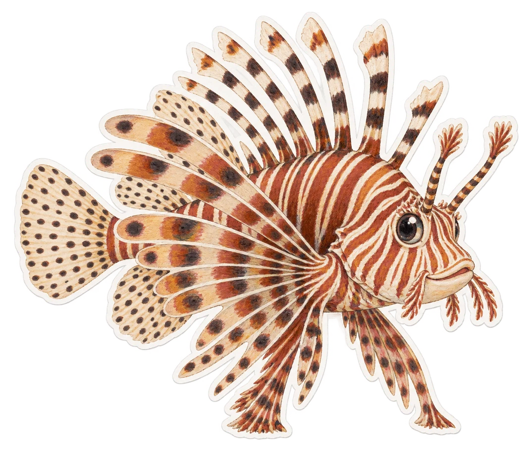 La rascasse volante de l’océan Indien (Pterois miles)