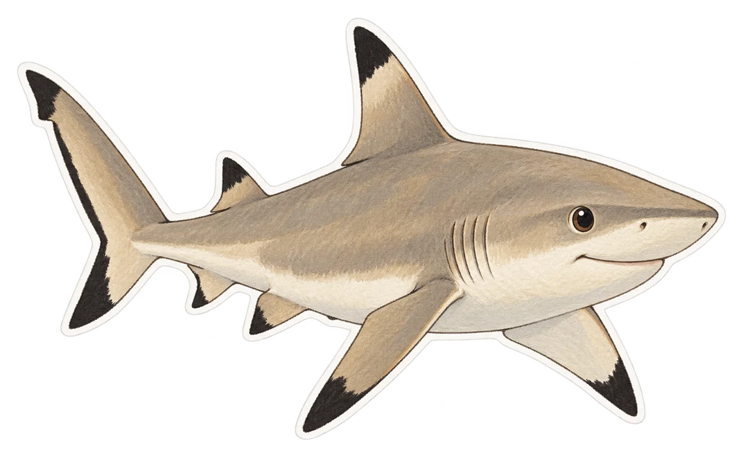 Requin à pointes noires