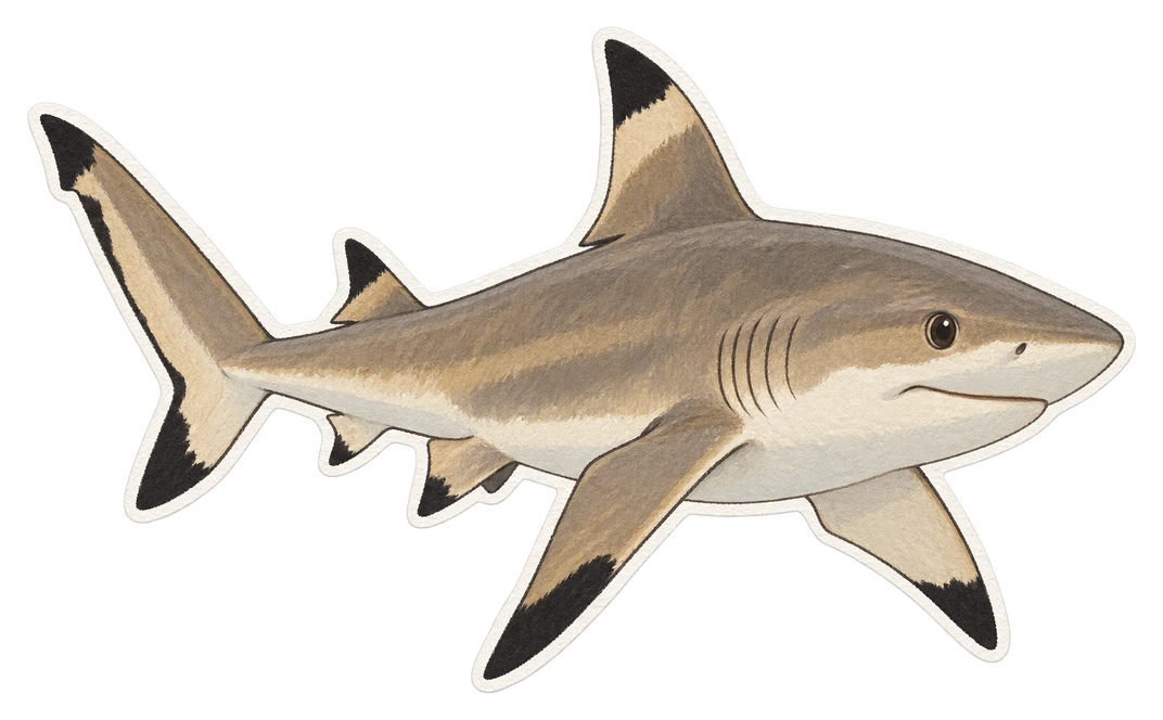 Requin bordé