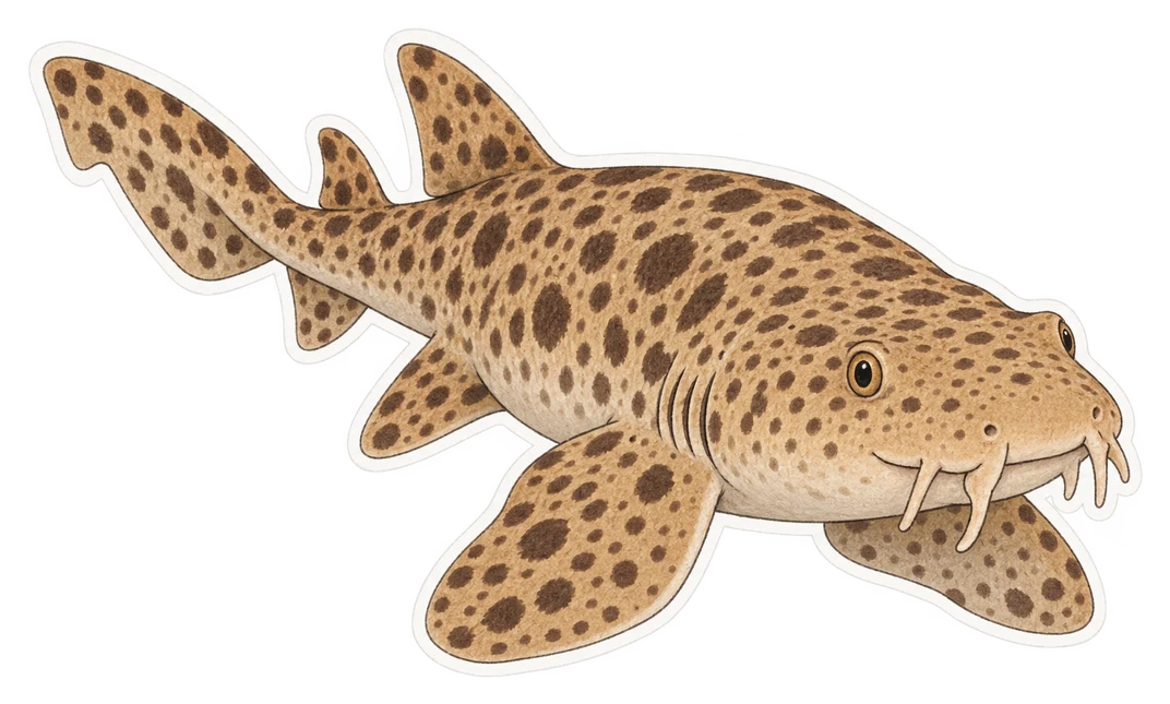 Le requin-tapis tacheté (Orectolobus maculatus)