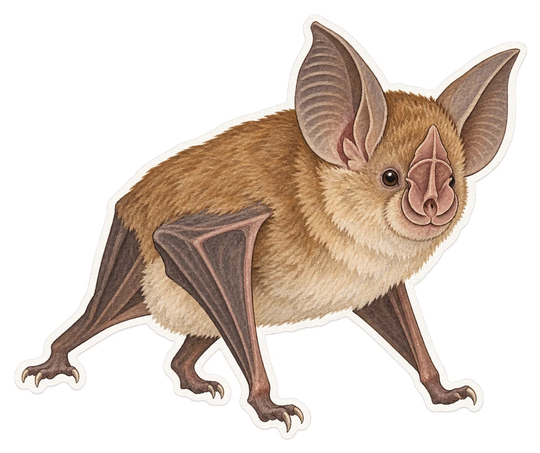 Le rhinolophe de Méhely (Rhinolophus mehelyi)